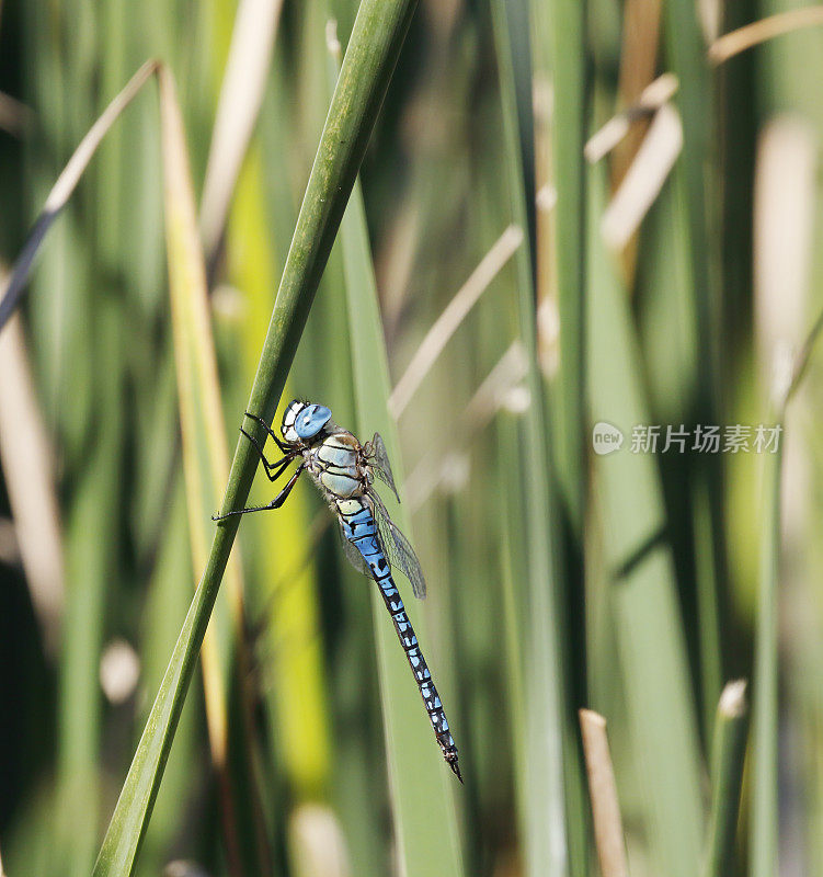 蓝眼霍克蜻蜓，南方迁徙霍克蜻蜓(Aeshna affinis)雄性